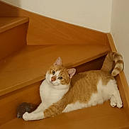 Abou a rejoint le concours — aidez-le/la à gagner de superbes lots ! cat, orange_cat, white_cat, stairs, wooden_stairs, toy_mouse, pet, animal, indoor, relaxed, feline, claw, paw, curious, domestic_cat, whiskers, tail, ears, playful, resting