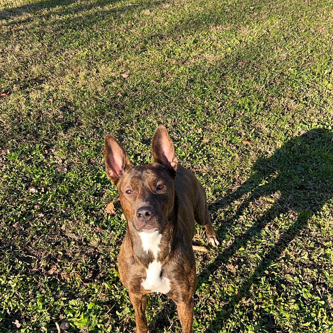 Tayna a rejoint le concours — aidez-le/la à gagner de superbes lots ! animal, canine, car, dog, grass, grove, land, machine, nature, outdoors, park, pet, plant, soil, transportation, tree, vegetation, vehicle, woodland, yard