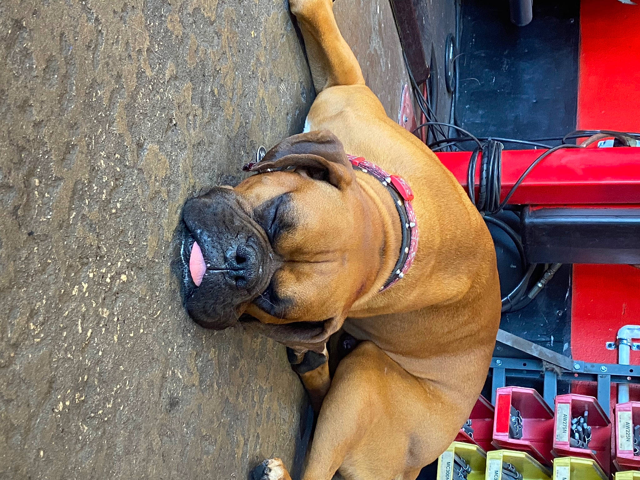 Buddy is registered to the contest to win money with this photo: boerboel, bullmastiff, canidae, carnivore, dog, dog_breed, fawn, fila_brasileiro, korean_mastiff, mammal, non_sporting_group, perro_de_presa_mallorquin, snout, tosa, working_dog