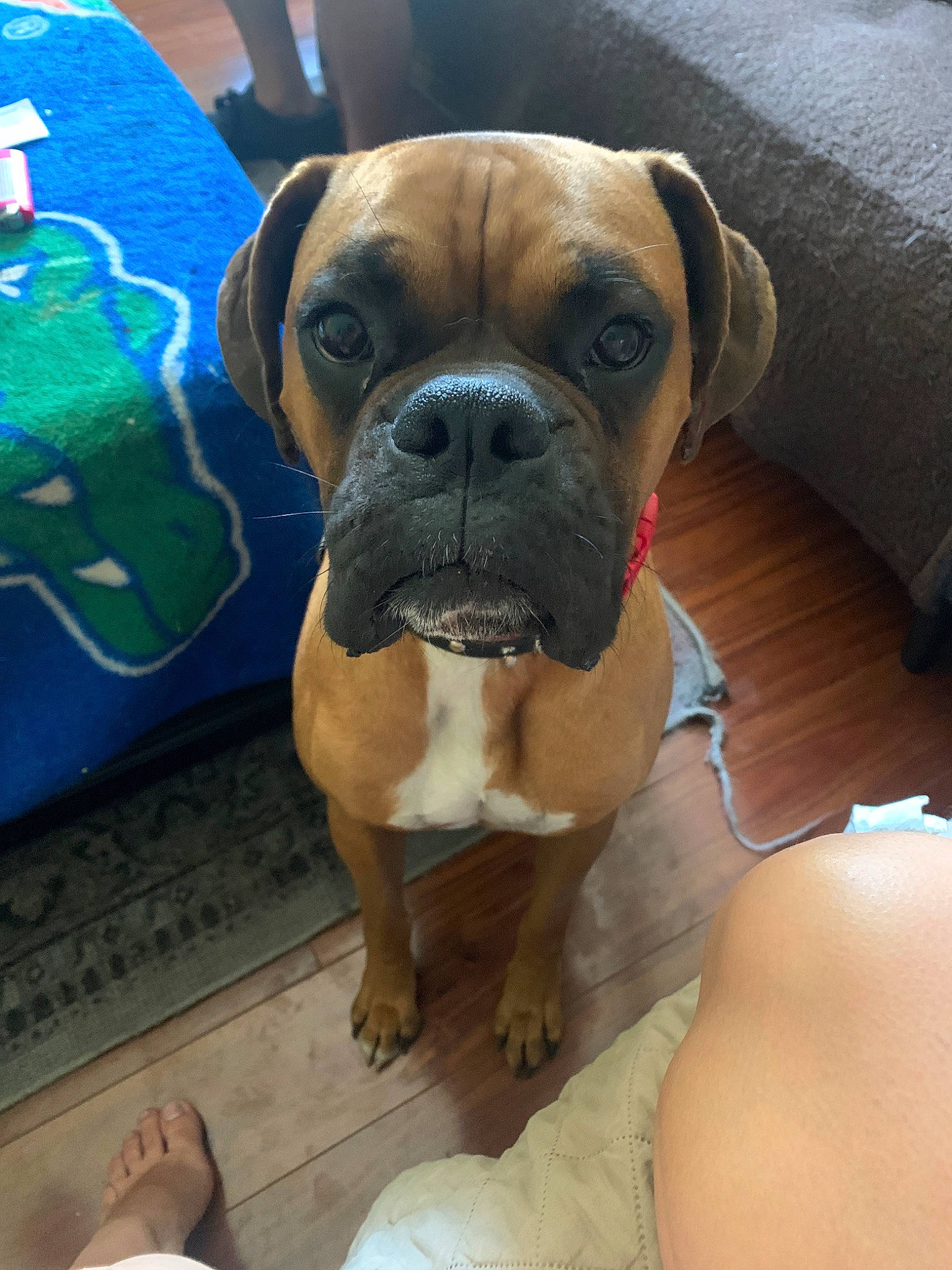 Buddy is registered to the contest to win money with this photo: boerboel, boxer, bulldog, bullmastiff, canidae, carnivore, companion_dog, dog, dog_breed, fawn, mammal, molosser, old_english_bulldog, olde_english_bulldogge, rare_breed_dog, snout, sporting_group, valley_bulldog, vertebrate, working_dog