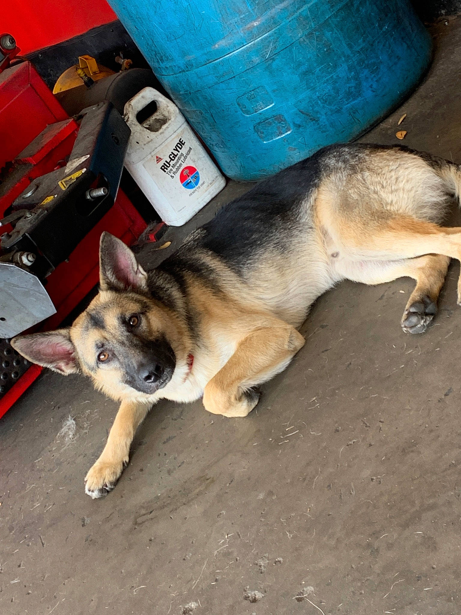 Jaxon is registered to the contest to win money with this photo: canidae, carnivore, czechoslovakian_wolfdog, dog, dog_breed, east_european_shepherd, fawn, german_shepherd_dog, kunming_wolfdog, mammal, norwegian_elkhound, shiloh_shepherd_dog, snout, swedish_vallhund, vertebrate, wolfdog, working_dog