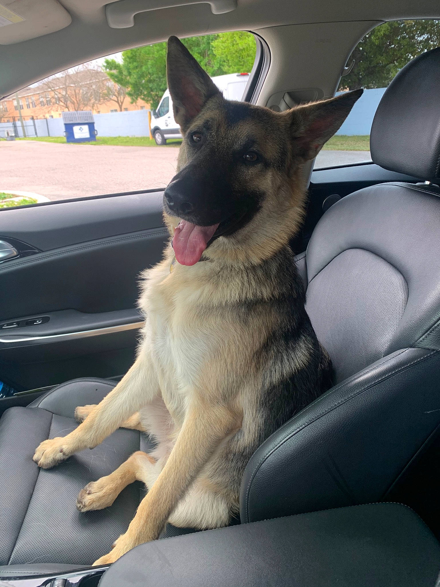 Jaxon is registered to the contest to win money with this photo: belgian_shepherd_malinois, canidae, car, carnivore, dog, dog_breed, east_european_shepherd, fawn, german_shepherd_dog, king_shepherd, mammal, old_german_shepherd_dog, police_dog, shiloh_shepherd_dog, snout, sporting_group, vehicle, vertebrate, working_dog