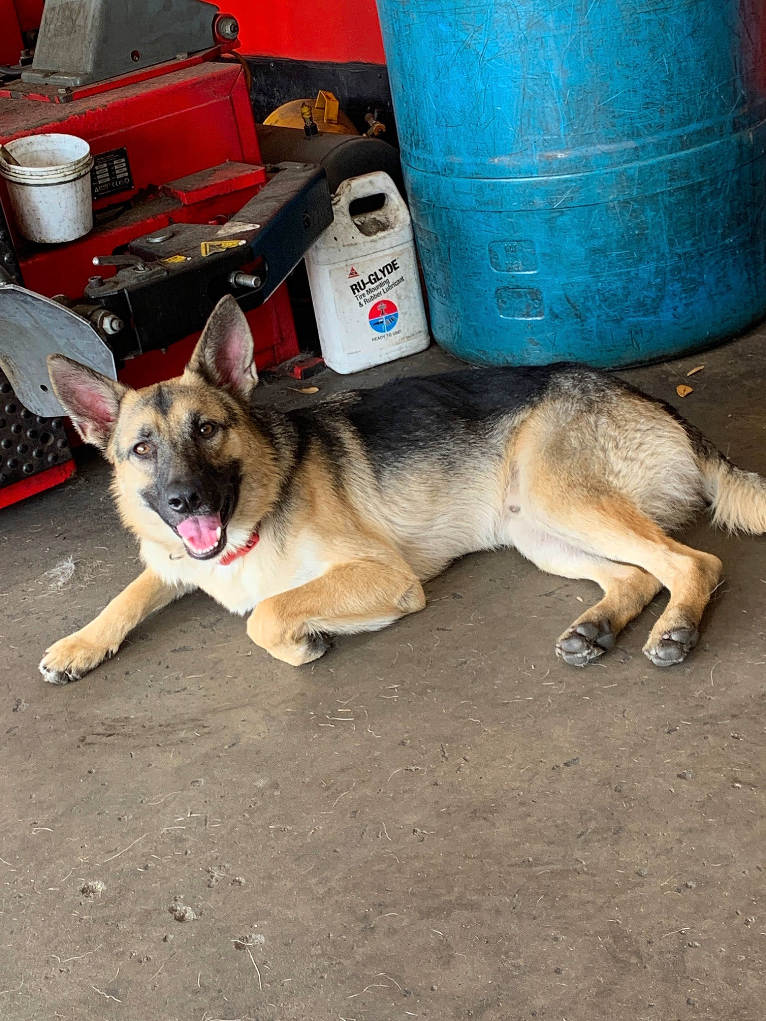 Jaxon joined the competition — help win amazing prizes! belgian_shepherd_malinois, canidae, carnivore, dog, dog_breed, east_european_shepherd, fawn, german_shepherd_dog, kunming_wolfdog, mammal, police_dog, shiloh_shepherd_dog, snout, street_dog, vertebrate, wolfdog, working_dog