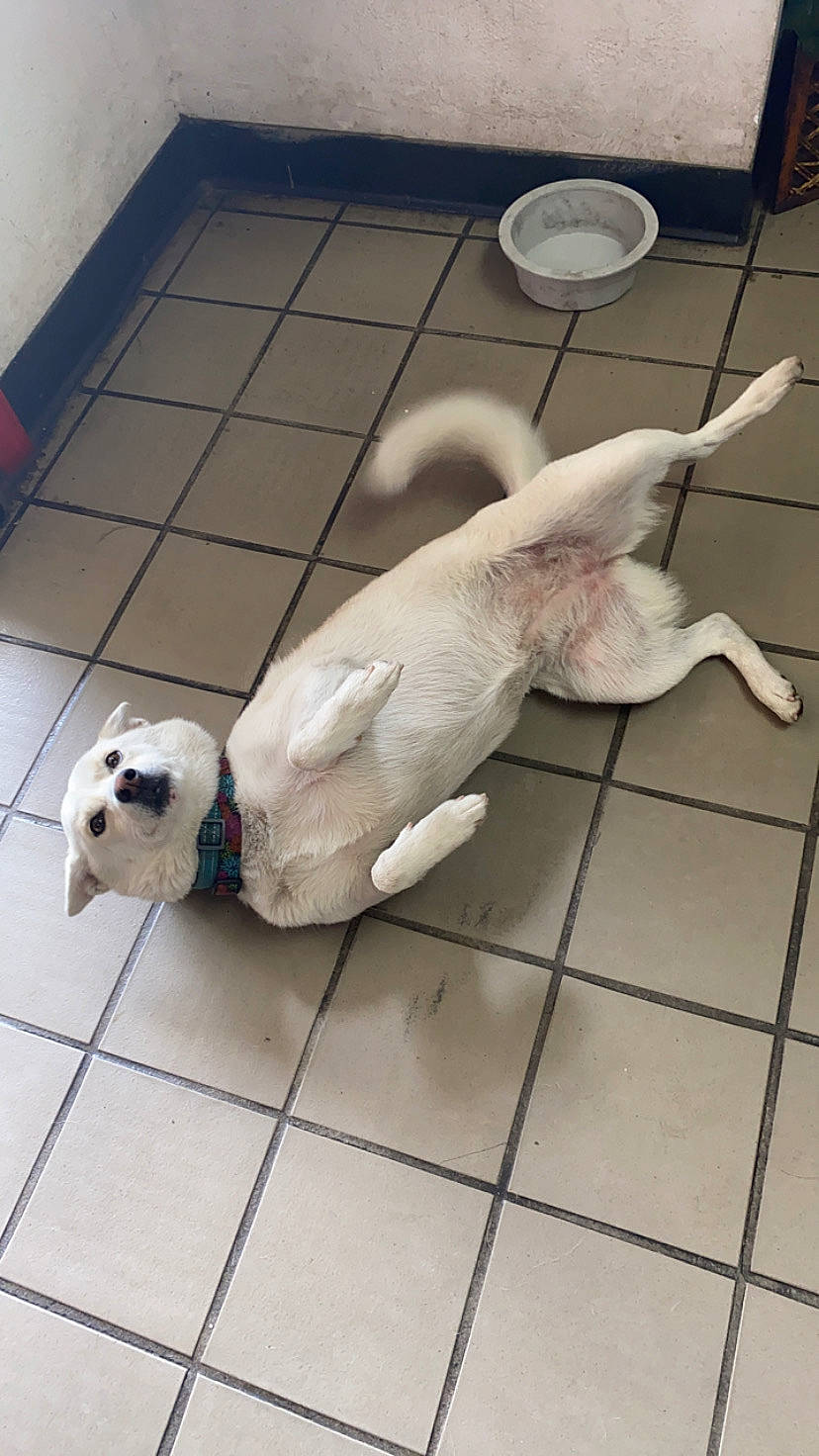 Elsa is registered to the contest to win money with this photo: canidae, carnivore, companion_dog, dog, dog_breed, fawn, flooring, non_sporting_group, paw, retriever, snout, sporting_group, tail