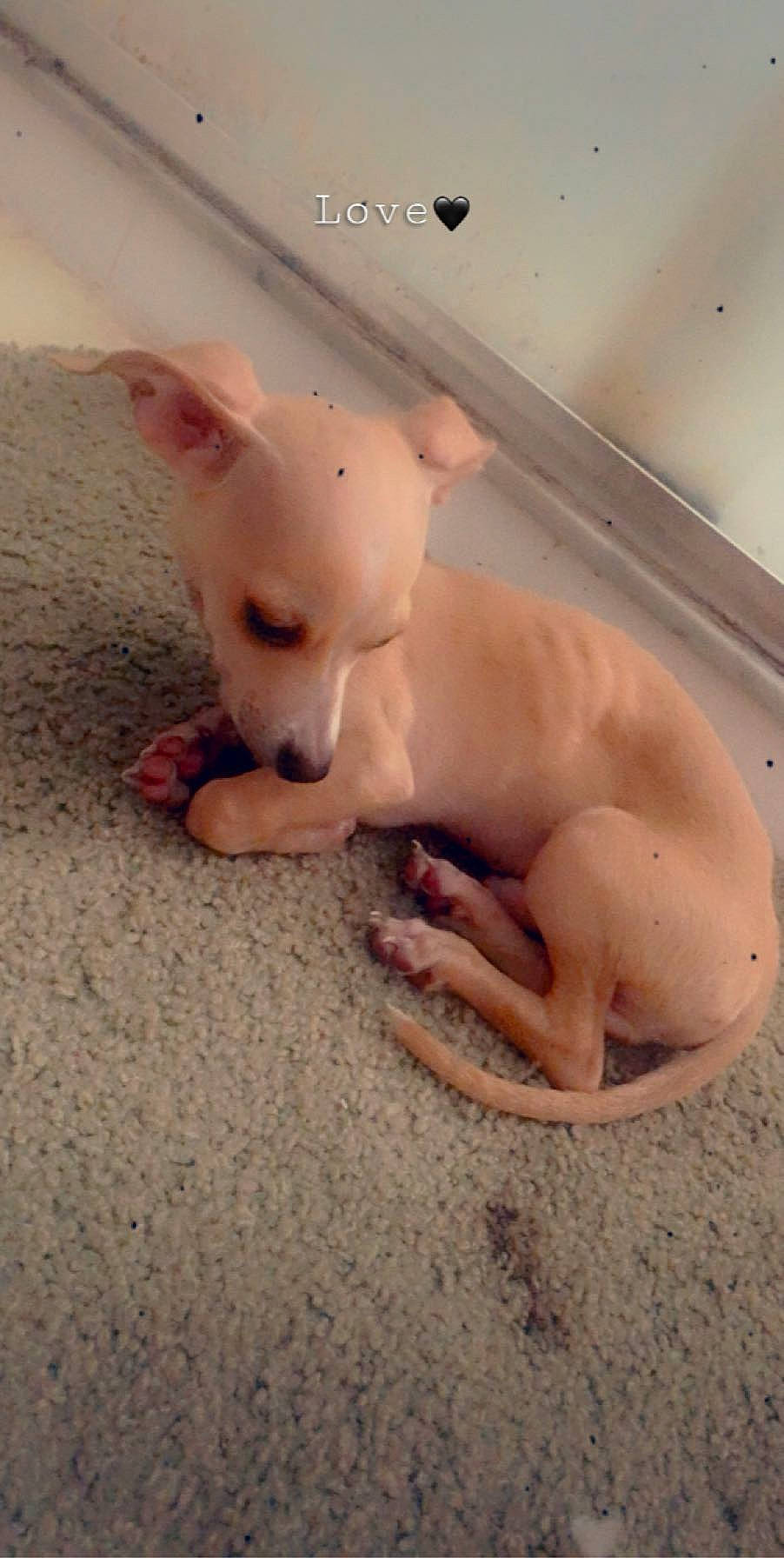 Toby joined the competition — help win amazing prizes! american_hairless_terrier, aspin, canidae, carnivore, chihuahua, companion_dog, dog, dog_breed, dogo_argentino, fawn, mammal, non_sporting_group, nose, puppy, skin, snout, street_dog, toy_dog, vertebrate