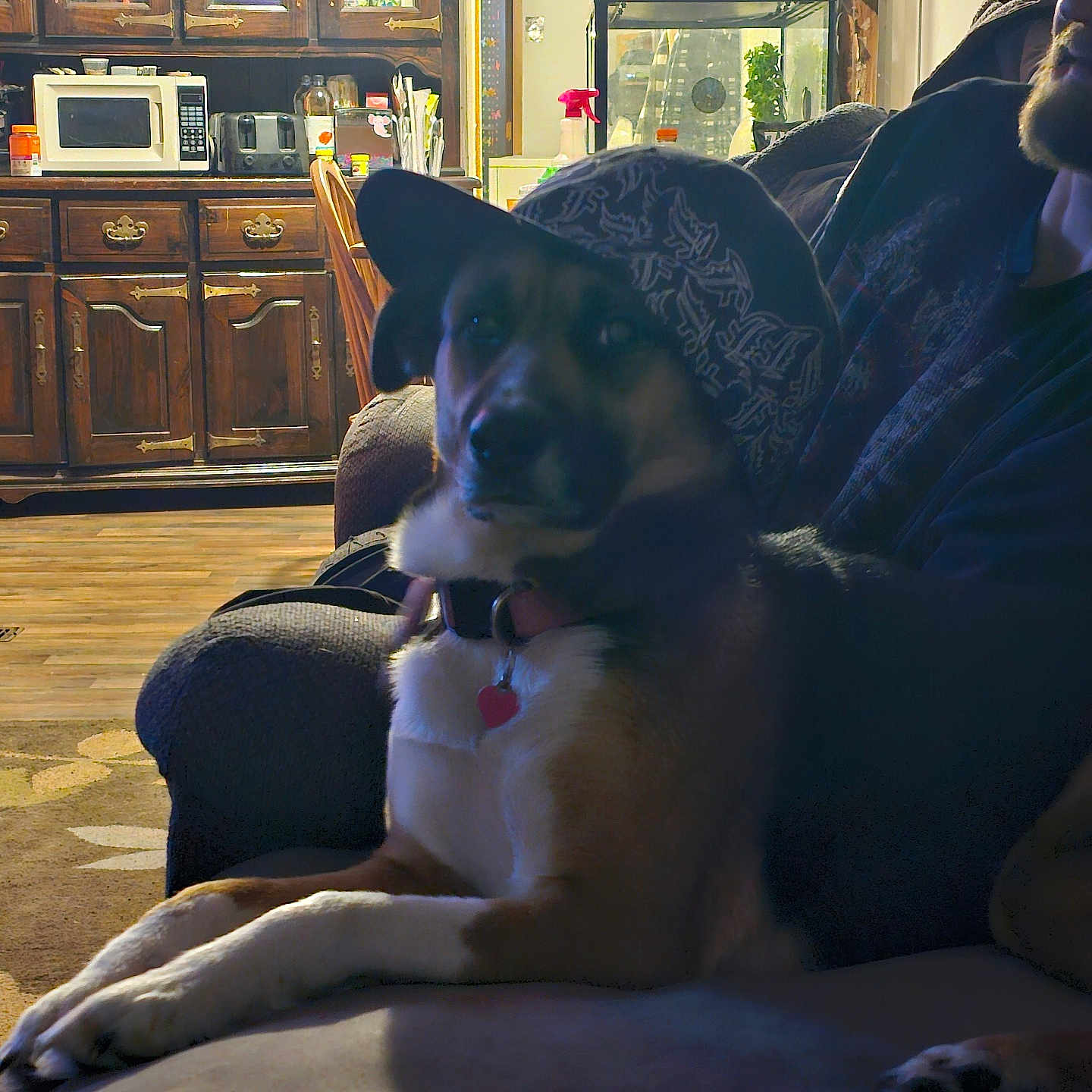 Lola is registered to the contest to win money with this photo: adult, animal, appliance, architecture, building, cabinet, canine, couch, device, dog, electricaldevice, furniture, indoors, interiordesign, livingroom, microwave, oven, pet, puppy, room