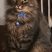 Tony is registered to the contest to win money with this photo: cat, tabby, fluffy, collar, indoor, pet, animal, feline, sitting, closeup, fur, whiskers, ears, eyes, curious, domestic, mammal, portrait, household, cute