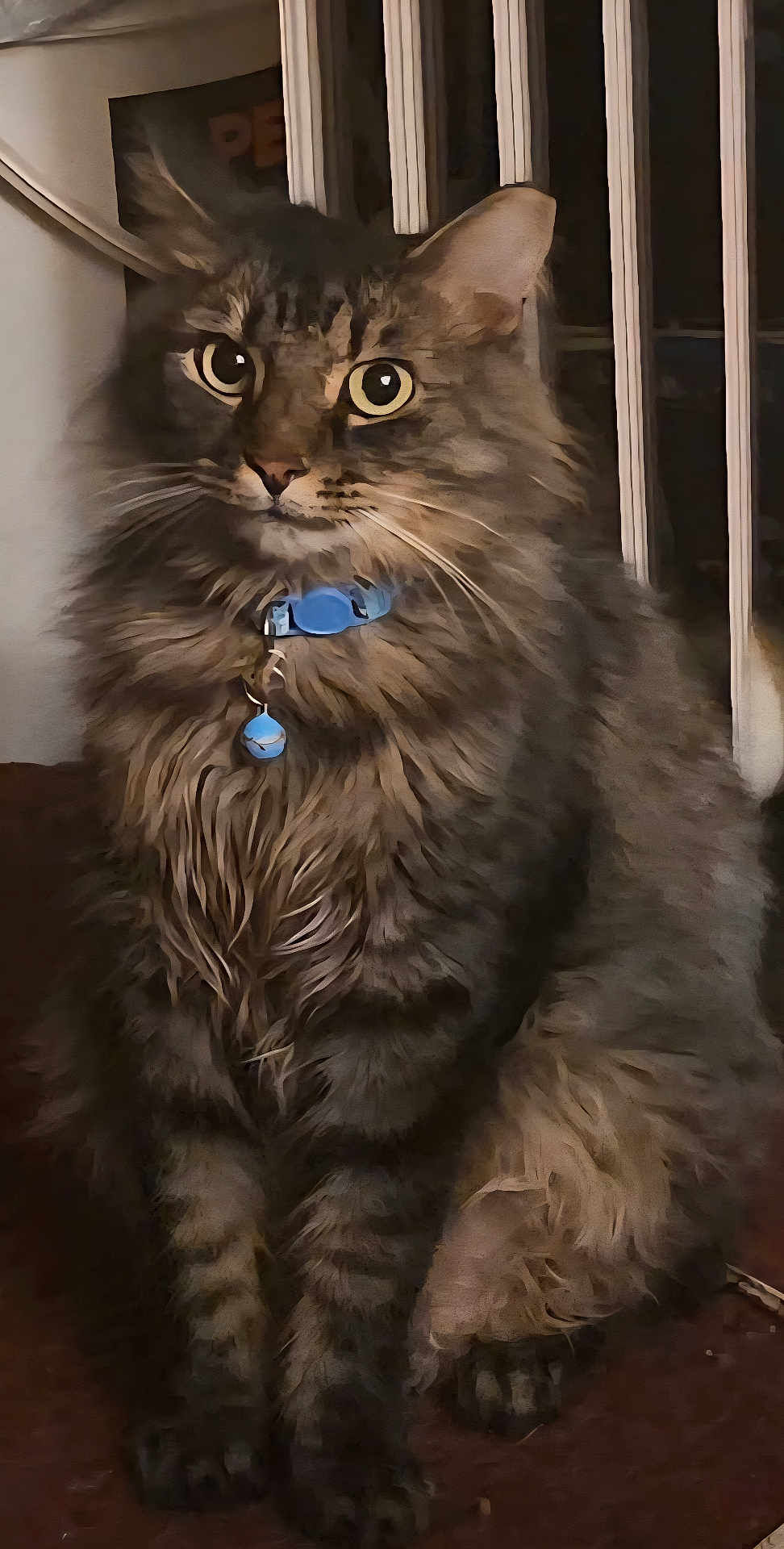 Tony is registered to the contest to win money with this photo: cat, tabby, fluffy, collar, indoor, pet, animal, feline, sitting, closeup, fur, whiskers, ears, eyes, curious, domestic, mammal, portrait, household, cute