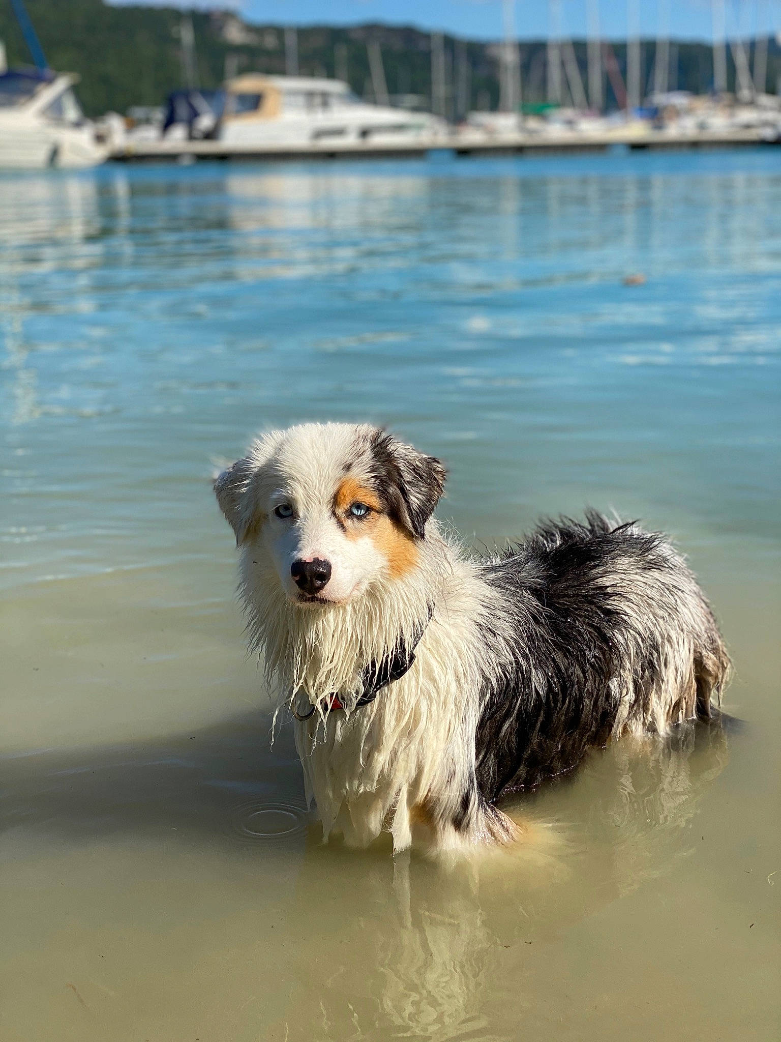 Only participe au concours pour gagner de l'argent avec cette photo : beach, canidae, carnivore, coast, companion_dog, dog, dog_breed, herding_dog, lake, ocean, reflection, sea, sky, sporting_group, terrier, water, water_resources, wind_wave, working_animal, working_dog