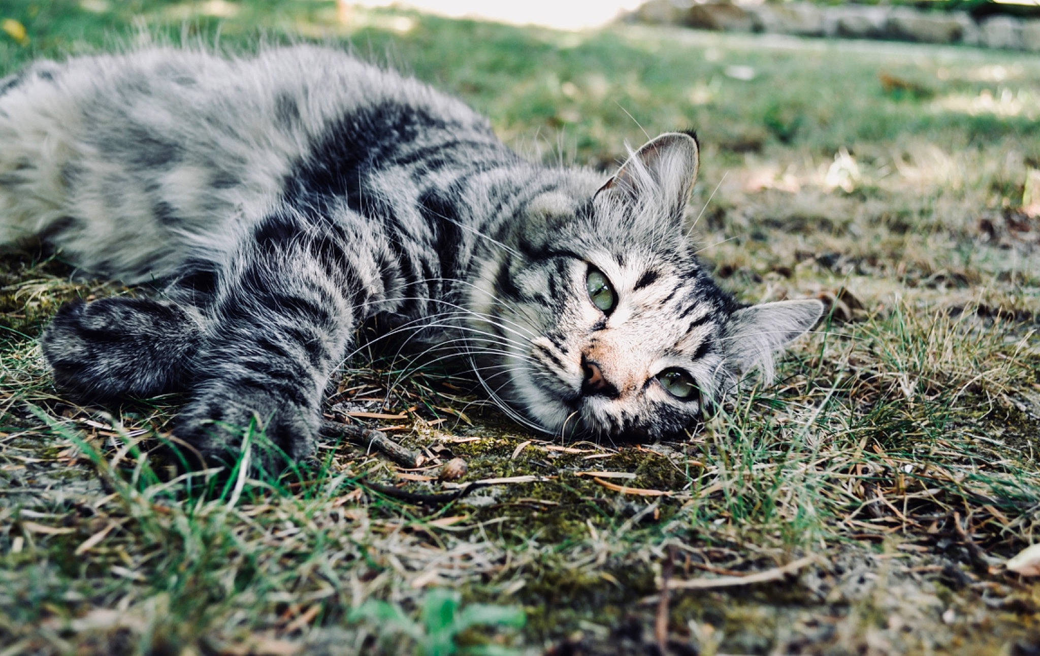 Sangha participe au concours pour gagner de l'argent avec cette photo : big_cats, carnivore, cat, european_shorthair, felidae, fur, grass, kitten, mammal, organism, plant, small_to_medium_sized_cats, snout, tabby_cat, terrestrial_animal, tiger, whiskers, wild_cat, wildlife, zoo