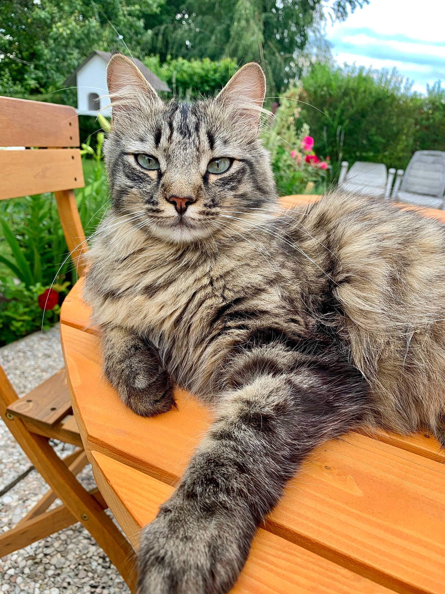 Sangha participe au concours pour gagner de l'argent avec cette photo : american_shorthair, asian, asian_semi_longhair, carnivore, cat, domestic_short_haired_cat, dragon_li, european_shorthair, felidae, kitten, kurilian_bobtail, maine_coon, mammal, small_to_medium_sized_cats, tabby_cat, vertebrate, whiskers