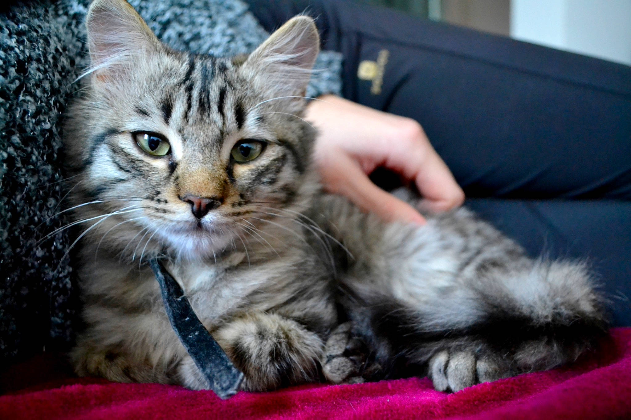 Sangha participe au concours pour gagner de l'argent avec cette photo : american_shorthair, asian, australian_mist, carnivore, cat, domestic_short_haired_cat, dragon_li, egyptian_mau, european_shorthair, felidae, kitten, maine_coon, mammal, norwegian_forest_cat, pixie_bob, siberian, small_to_medium_sized_cats, tabby_cat, vertebrate, whiskers