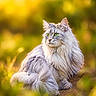 cat, long_hair, fluffy, gray, white, green_eyes, outdoor, forest, nature, foliage, golden_light, bokeh, portrait, sitting, animal, pet, whiskers, ears, tail, photography