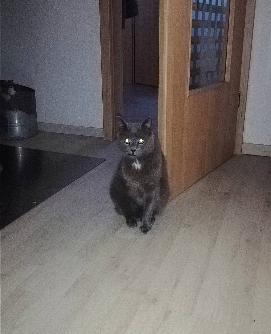 Nestor a rejoint le concours — aidez-le/la à gagner de superbes lots ! black, black_cat, carnivore, cat, door, felidae, fixture, floor, flooring, fur, grey, hardwood, home_door, mammal, small_to_medium_sized_cats, snout, vertebrate, whiskers, wood, wood_stain