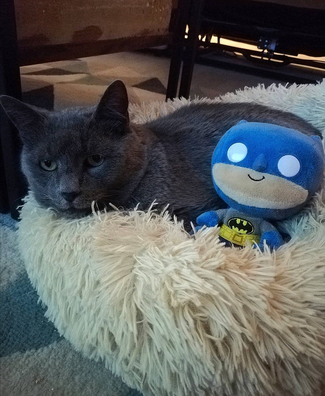 Nestor a rejoint le concours — aidez-le/la à gagner de superbes lots ! blue, british_shorthair, carnivore, cat, chartreux, felidae, fictional_character, fur, korat, mascot, plush, russian_blue, small_to_medium_sized_cats, snout, stuffed_toy, textile, toy, whiskers