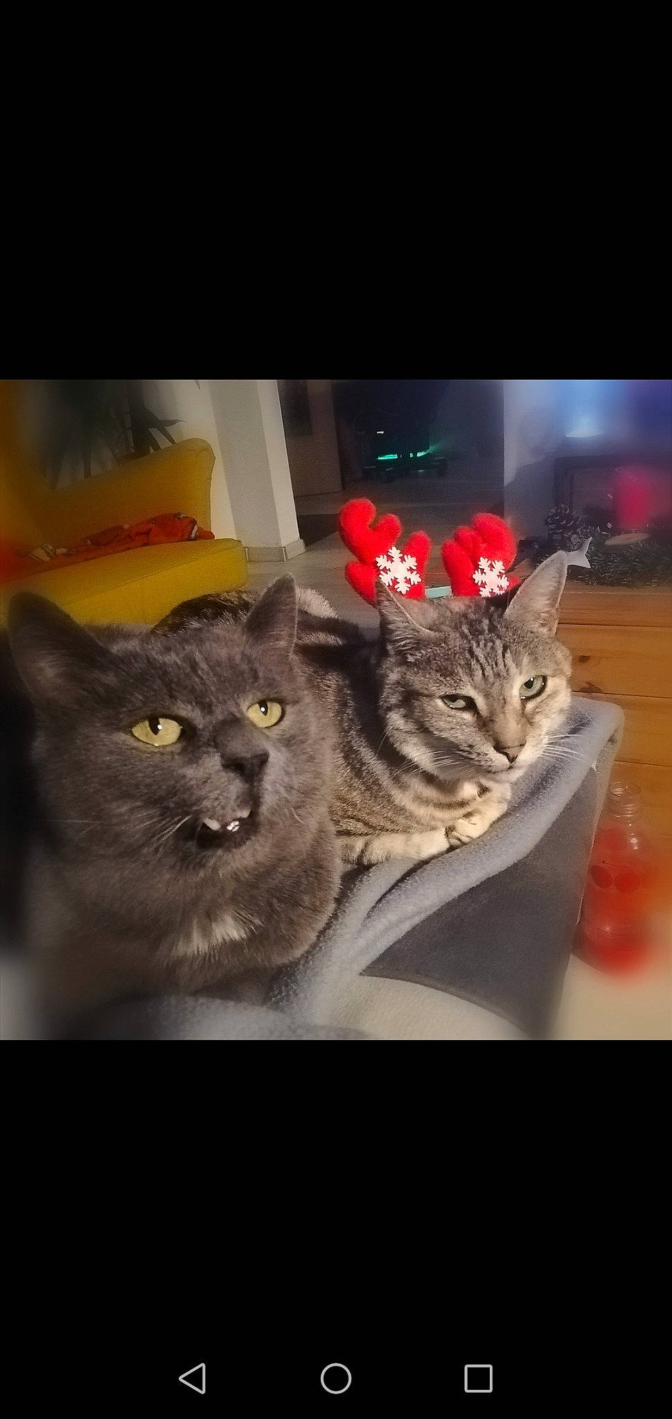 Poupette participe au concours pour gagner de l'argent avec cette photo : carnivore, cat, domestic_short_haired_cat, felidae, fur, iris, pet_supply, small_to_medium_sized_cats, snout, tabby_cat, vertebrate, whiskers