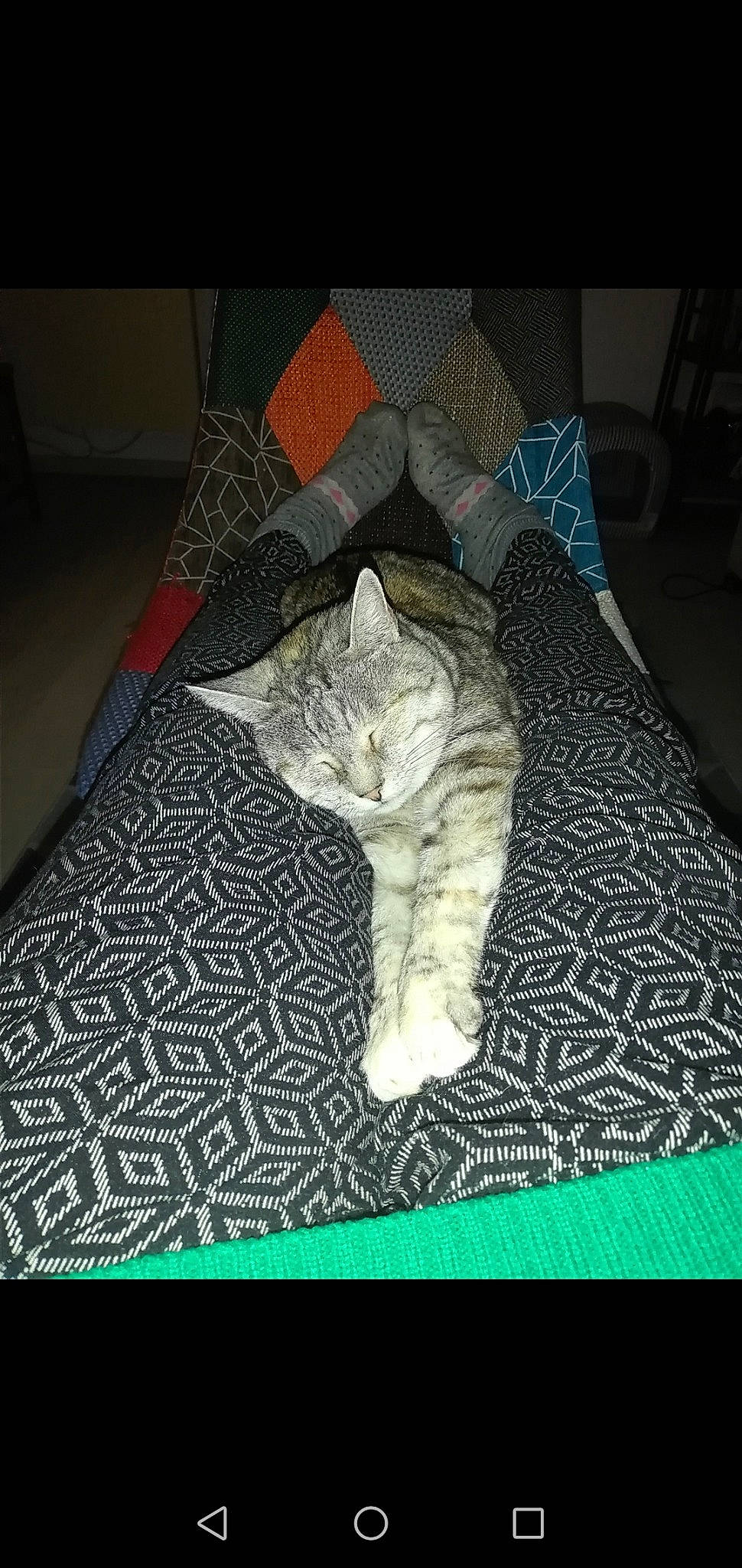 Poupette a rejoint le concours — aidez-le/la à gagner de superbes lots ! blanket, carnivore, carpet, cat, comfort, domestic_short_haired_cat, felidae, fur, grey, linens, mat, nap, room, sleep, small_to_medium_sized_cats, whiskers