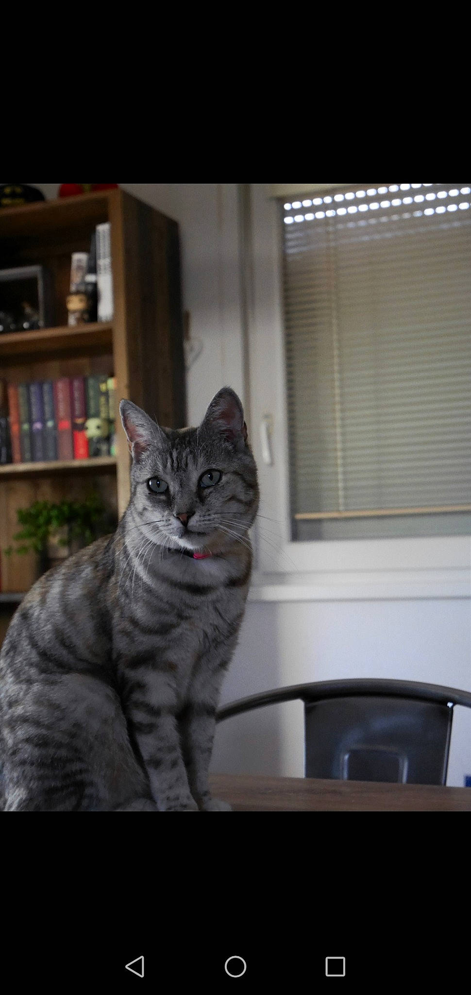 Poupette participe au concours pour gagner de l'argent avec cette photo : bookcase, carnivore, cat, felidae, fixture, fur, grey, home, interior_design, room, shelf, shelving, small_to_medium_sized_cats, snout, tints_and_shades, whiskers, window_blind, window_covering, window_treatment