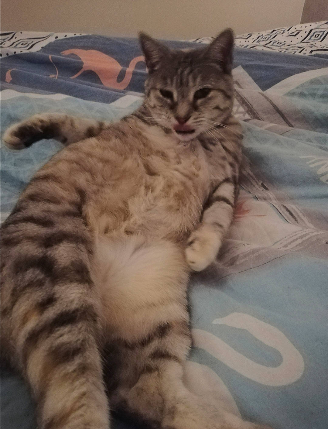 Poupette participe au concours pour gagner de l'argent avec cette photo : carnivore, cat, domestic_short_haired_cat, felidae, fur, linens, paw, small_to_medium_sized_cats, tabby_cat, tail, toe, vertebrate, whiskers