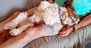 Upsy participe au concours pour gagner de l'argent avec cette photo : adult, animal, back, bodypart, canine, cockerspaniel, couch, cushion, dog, female, finger, furniture, hand, homedecor, person, pet, puppy, sleeping, terrier, woman