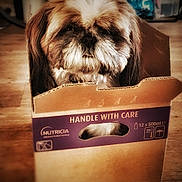 Upsy a rejoint le concours — aidez-le/la à gagner de superbes lots ! animal, box, brown, cardboard_box, closeup, cute, dog, domestic, floor, fur, handle_with_care, home, indoor, pet, portrait, relaxed, small_dog, snug, white, wooden_floor