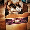 animal, box, brown, cardboard_box, closeup, cute, dog, domestic, floor, fur, handle_with_care, home, indoor, pet, portrait, relaxed, small_dog, snug, white, wooden_floor