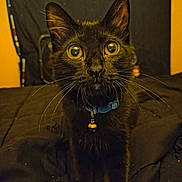 Lil Man joined the competition — help win amazing prizes! animal, bed, bell, black_background, black_cat, blue_collar, cat, close_up, collar, curious, domestic_cat, ears, eyes, feline, fur, indoor, pet, portrait, whiskers, yellow_eyes