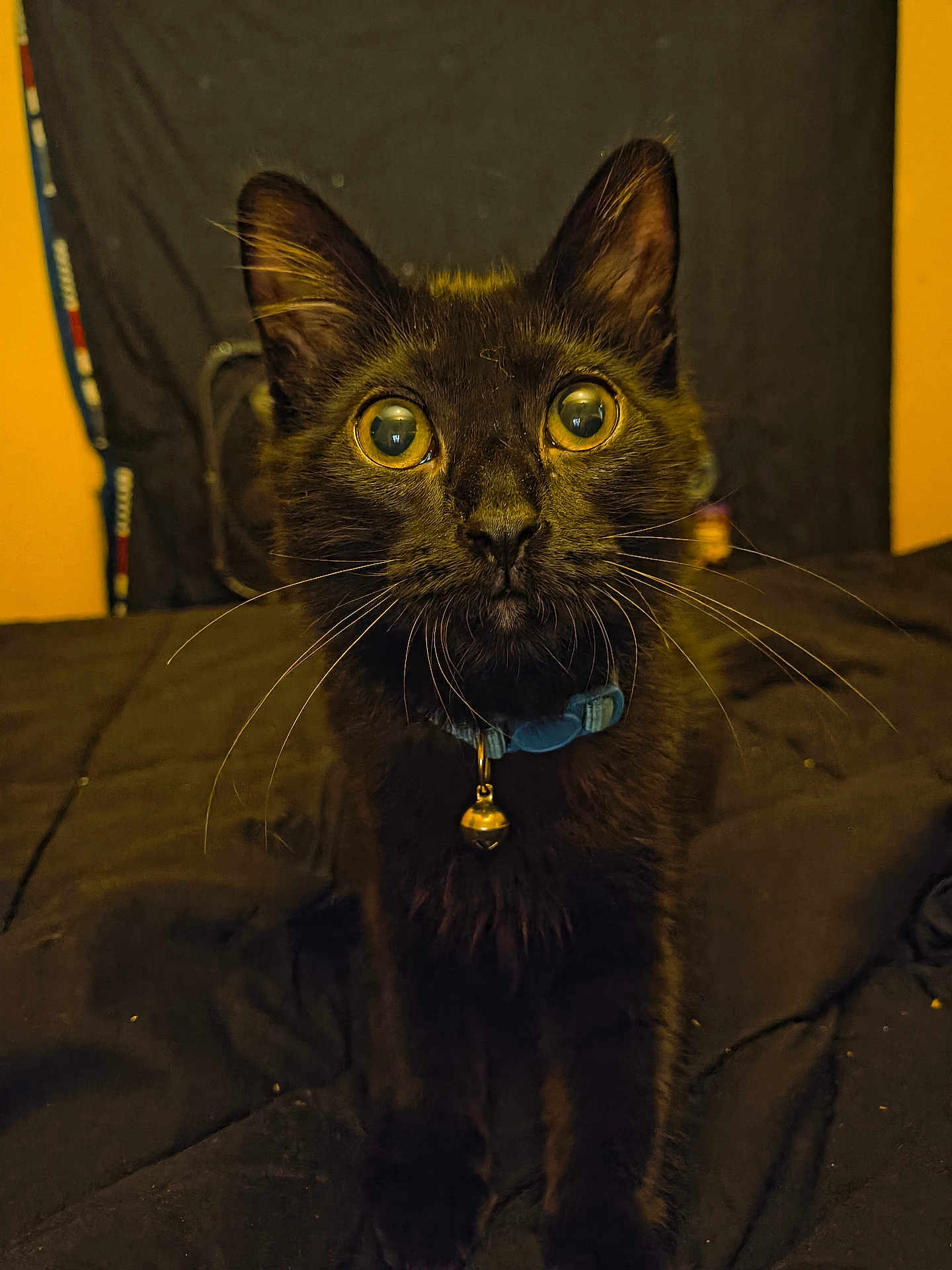 Lil Man
