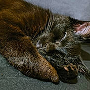 Lil Man joined the competition — help win amazing prizes! cat, black_cat, sleeping, paw, fur, whiskers, close_up, cozy, resting, pet, animal, cute, soft, indoor, relaxation, peaceful, feline, portrait, nap, adorable