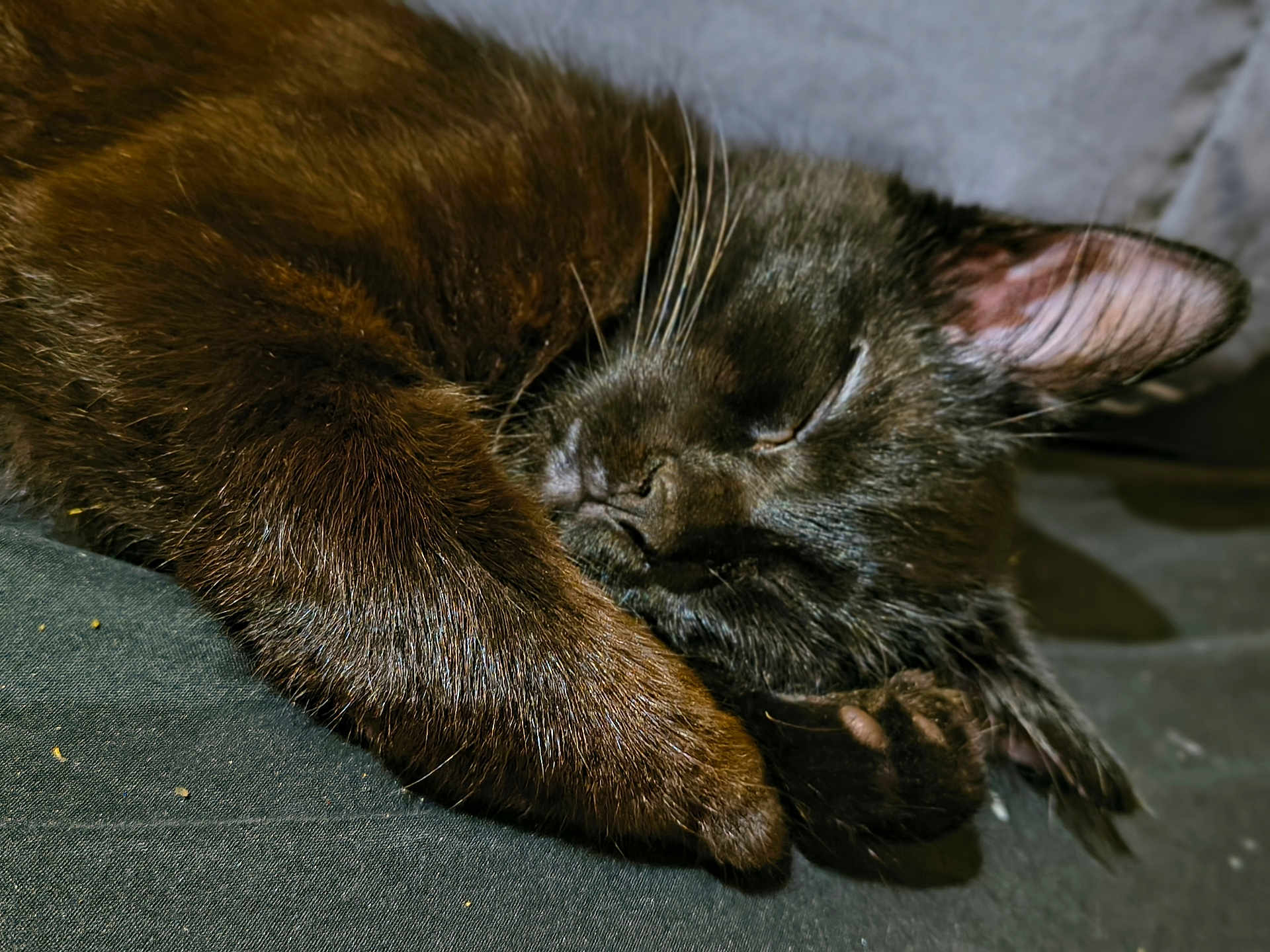 Lil Man joined the competition — help win amazing prizes! cat, black_cat, sleeping, paw, fur, whiskers, close_up, cozy, resting, pet, animal, cute, soft, indoor, relaxation, peaceful, feline, portrait, nap, adorable