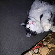 Jalapeno Poppers joined the competition — help win amazing prizes! cat, feline, black_and_white, fur, lying_down, couch, cushion, fabric, indoor, pet, whiskers, ears, nose, paw, relaxed, closeup, domestic, animal, cute, sleepy