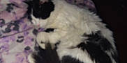 Jalapeno Poppers joined the competition — help win amazing prizes! cat, sleeping, black_and_white, fluffy, pet, blanket, indoor, cozy, fur, resting, animal, cute, domestic, patterned_blanket, tail, relaxing, soft, bedroom, feline, snuggled