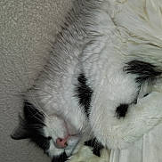 Jalapeno Poppers joined the competition — help win amazing prizes! animal, black_and_white, cat, close_up, cozy, curled_up, cute, domestic_cat, feline, fluffy, fur, indoor, paw, pet, pink_nose, relaxed, resting, sleeping, soft, whiskers