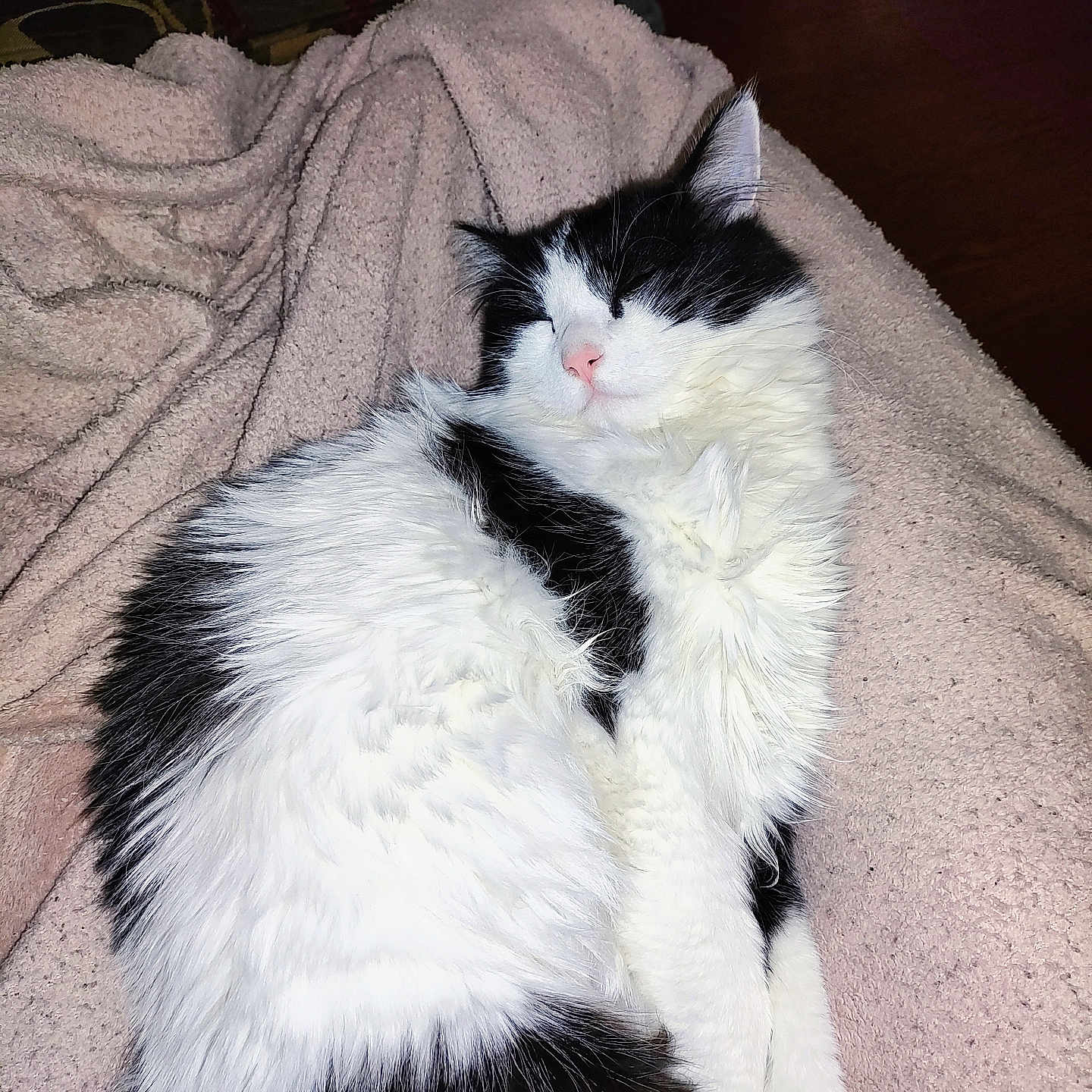 Jalapeno Poppers joined the competition — help win amazing prizes! animal, black_and_white, blanket, cat, cozy, cute, domestic_cat, feline, fluffy, fur, indoor, laying, peaceful, pet, pink_nose, relaxing, resting, sleeping, soft, whiskers