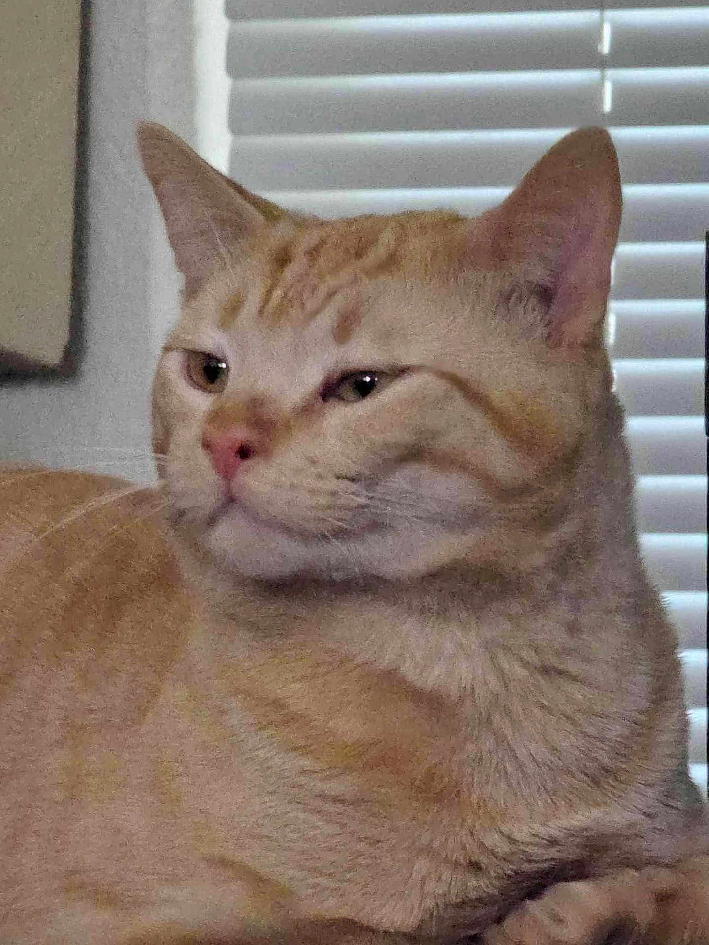 Simba joined the competition — help win amazing prizes! cat, orange_tabby, indoor, pet, feline, closeup, fur, whiskers, ears, nose, face, animal, relaxed, window_blinds, domestic_cat, mammal, portrait, cute, soft, sitting