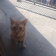 Simba joined the competition — help win amazing prizes! cat, animal, pet, concrete_floor, shadow, railing, ball, yellow, car, parking_lot, outdoor, sunlight, feline, meowing, gray, blurred, daylight, window, looking_up, sitting
