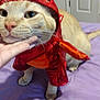 Simba is registered to the contest to win money with this photo: cat, costume, lobster, red, purple_bedspread, indoor, pet, animal, hand, feline, bed, cute, soft_light, domestic, fur, whiskers, ears, tail, door, wall