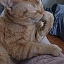 Simba joined the competition — help win amazing prizes! cat, orange_tabby, pet, grooming, paw, feline, indoor, blanket, fur, relaxing, close_up, animal, cute, whiskers, ears, home, soft_texture, comfort, resting, domestic