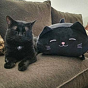 Kitty is registered to the contest to win money with this photo: black_cat, plush_pillow, couch, brown_couch, indoor, cat, stuffed_animal, decorative_pillow, furniture, relaxing, pet, cozy, home, patterned_pillow, textile, whiskers, ears, seated, animal, soft