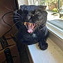 Kitty is registered to the contest to win money with this photo: black_cat, cat, yawning, fangs, windowsill, sunlight, indoor, pet, animal, feline, whiskers, tongue, cardboard_box, litter_box, window, daylight, closeup, cute, domestic_cat, sleepy
