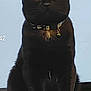 Kitty joined the competition — help win amazing prizes! black_cat, cat, pet, animal, sitting, collar, bell, indoor, fur, whiskers, ears, face, eyes, expression, looking, closeup, feline, domestic_cat, portrait, table