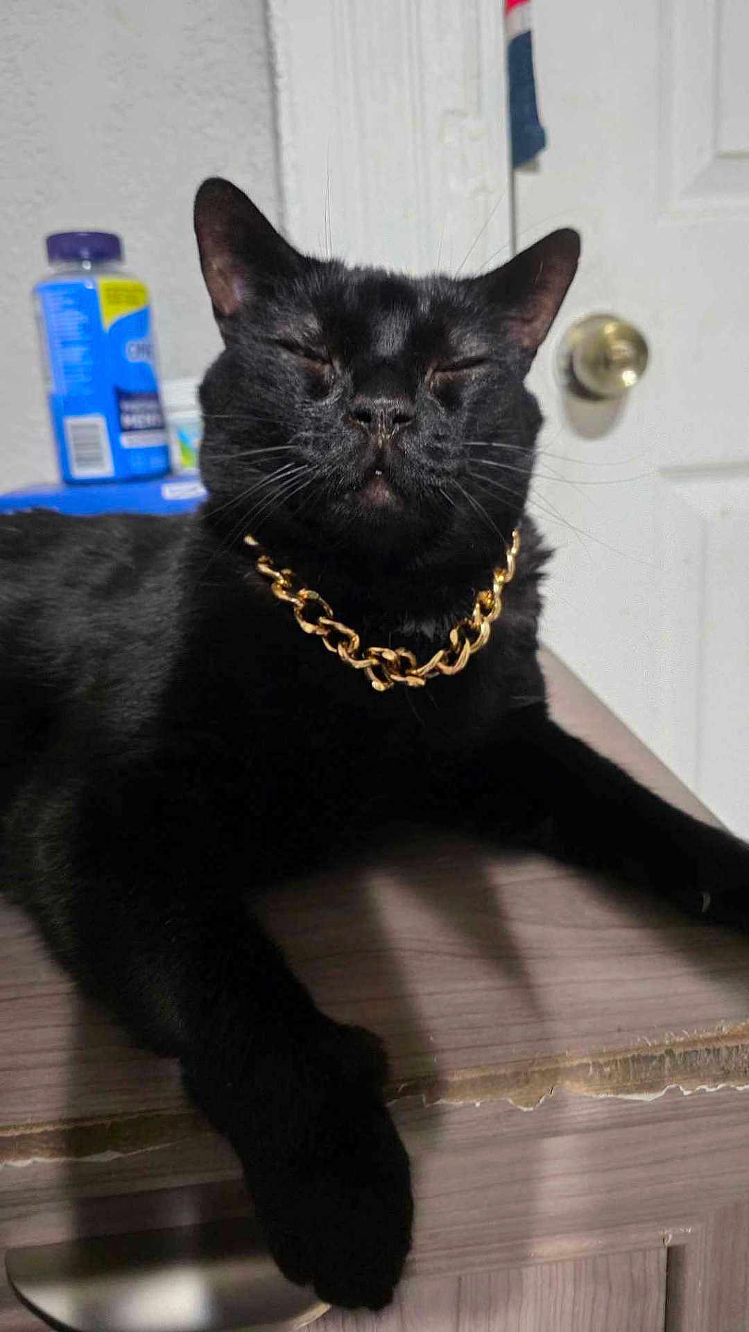 Kitty