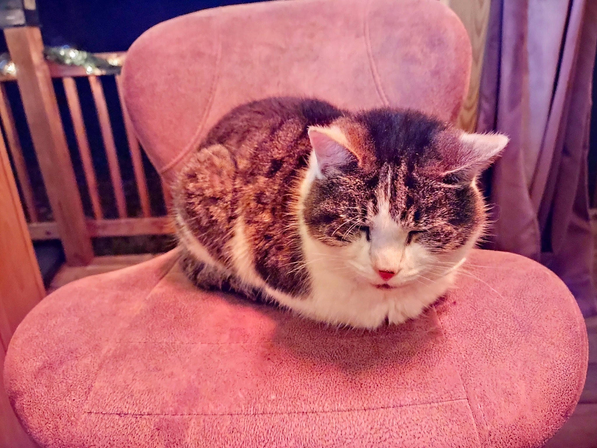 Oscar joined the competition — help win amazing prizes! carnivore, cat, cat_supply, chair, comfort, curtain, domestic_short_haired_cat, door, felidae, fur, head, paw, pet_supply, plant, small_to_medium_sized_cats, tail, tree, whiskers, window, wood