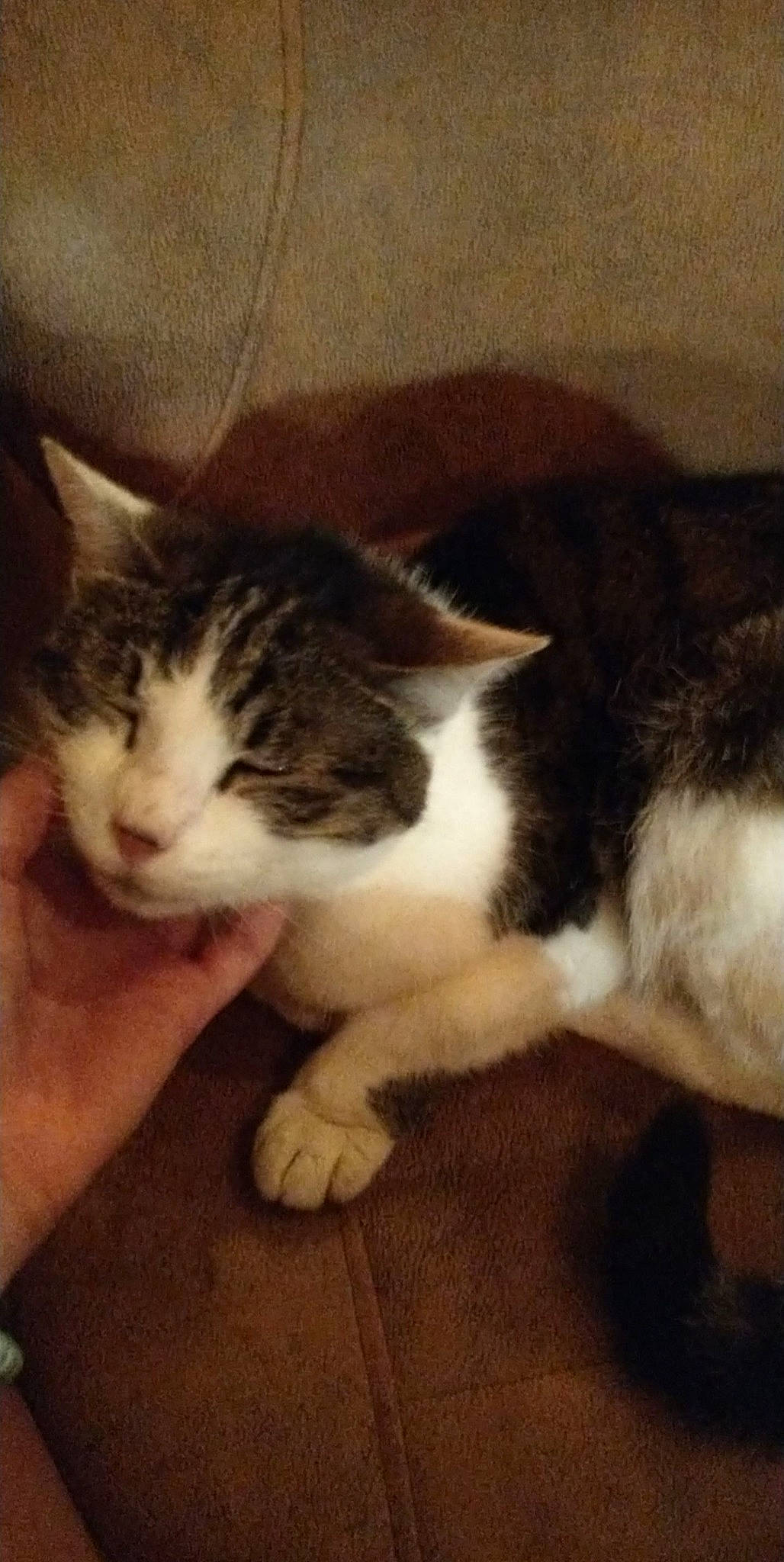 Oscar joined the competition — help win amazing prizes! carnivore, cat, claw, comfort, domestic_short_haired_cat, felidae, flooring, foot, fur, hardwood, nap, paw, sitting, sleep, small_to_medium_sized_cats, square, tail, whiskers, window, wood