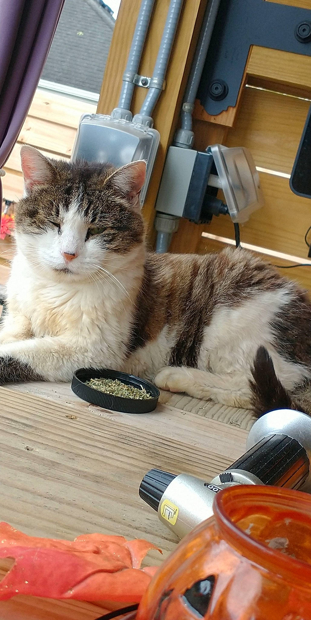 Oscar is registered to the contest to win money with this photo: box, carnivore, cat, claw, domestic_short_haired_cat, felidae, fur, paw, plant, small_to_medium_sized_cats, tableware, tail, whiskers, window, wood