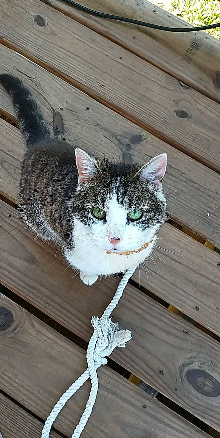 Oscar joined the competition — help win amazing prizes! carnivore, cat, domestic_short_haired_cat, door, eye, felidae, flooring, fur, grey, hardwood, plank, sitting, small_to_medium_sized_cats, snout, tail, twig, whiskers, window, wood, wood_stain