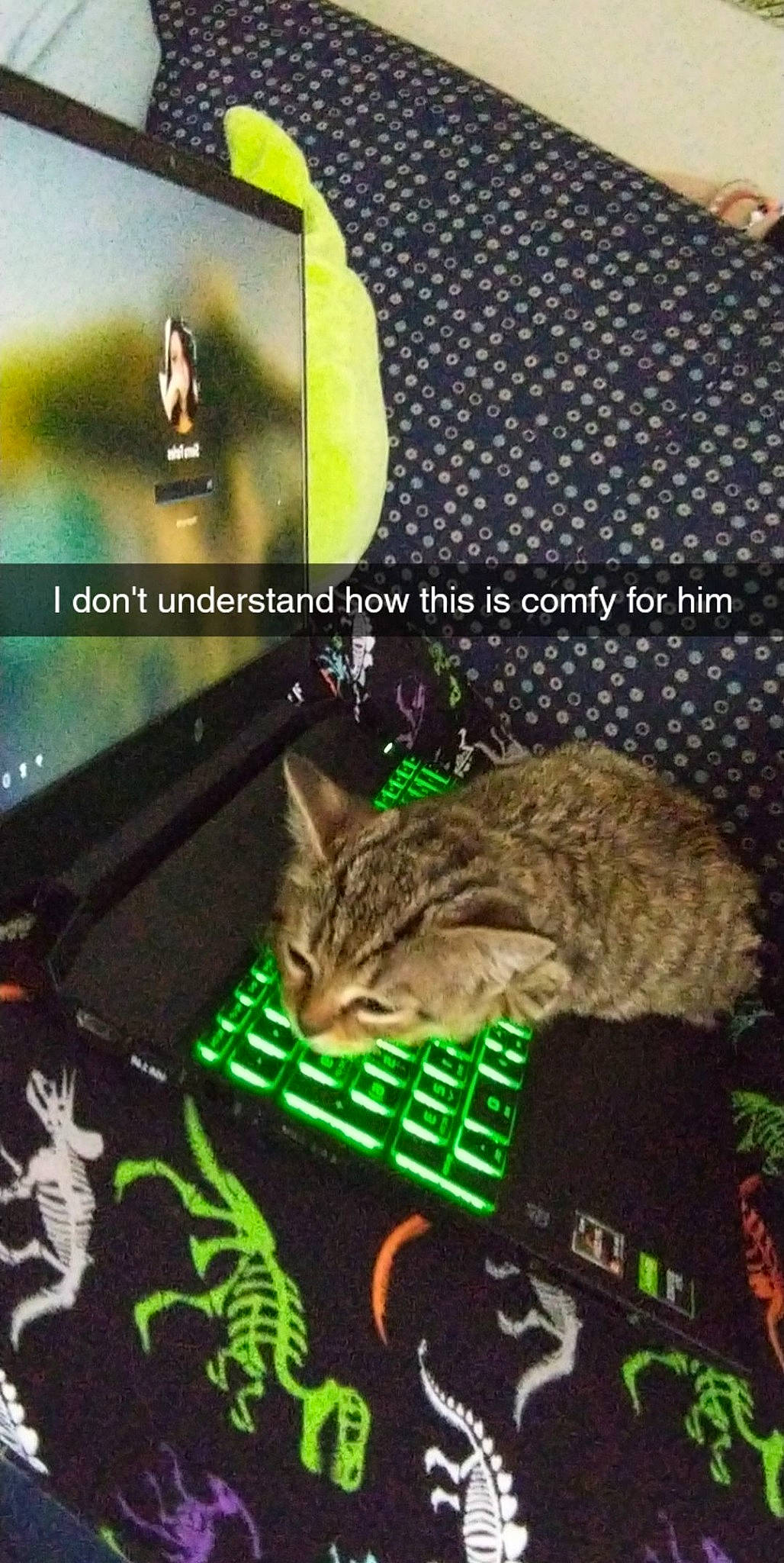 Bartholomew is registered to the contest to win money with this photo: carnivore, cat, display_device, domestic_short_haired_cat, felidae, font, fur, grass, organism, photo_caption, small_to_medium_sized_cats, tail, terrestrial_animal, whiskers, wildlife