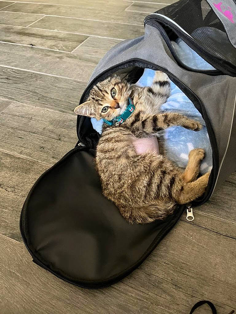 Bartholomew joined the competition — help win amazing prizes! bag, carnivore, cat, cat_supply, comfort, domestic_short_haired_cat, fashion_accessory, felidae, flooring, fur, grey, luggage_and_bags, nap, sitting, small_to_medium_sized_cats, snout, tail, terrestrial_animal, whiskers, wood