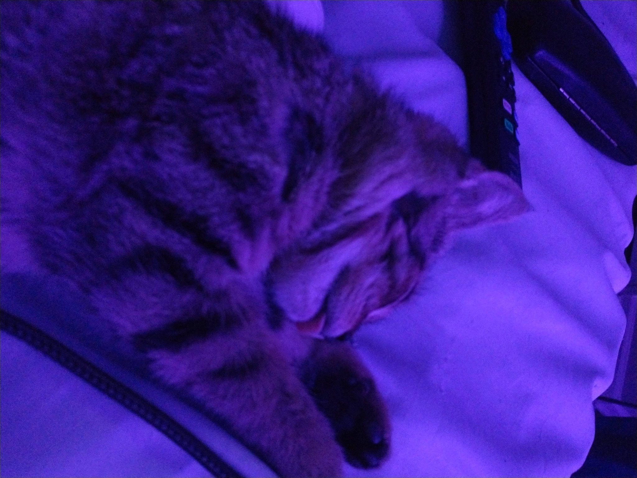 Bartholomew joined the competition — help win amazing prizes! carnivore, cat, comfort, darkness, domestic_short_haired_cat, electric_blue, felidae, fur, linens, macro_photography, magenta, paw, petal, pink, purple, small_to_medium_sized_cats, snout, tail, violet, whiskers