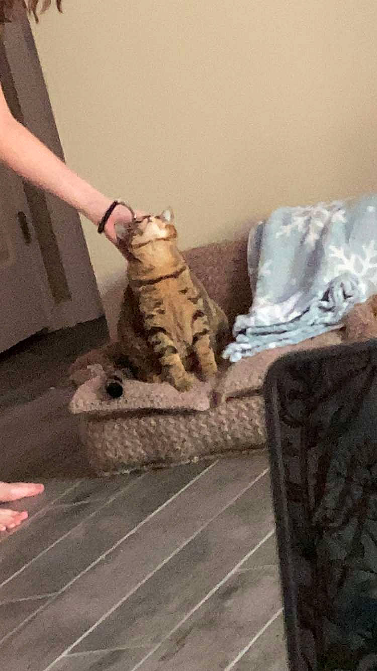 Bartholomew joined the competition — help win amazing prizes! carnivore, cat, comfort, fawn, felidae, floor, flooring, grey, hardwood, human_body, human_leg, knee, leg, nail, small_to_medium_sized_cats, tail, textile, thigh, whiskers, wood